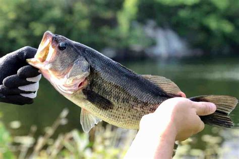 How to catch bass in summer time