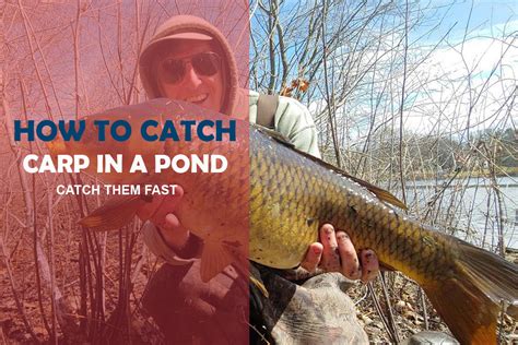 How to catch carp in a pond