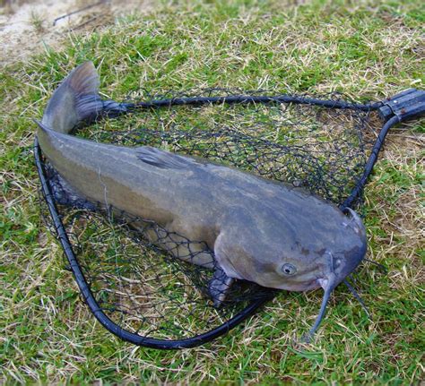 How to catch catfish in rivers