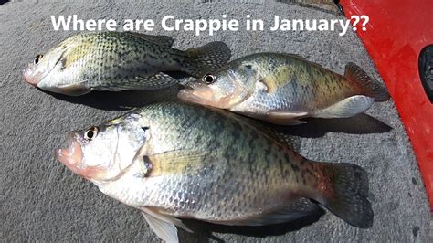 How to catch crappie in january