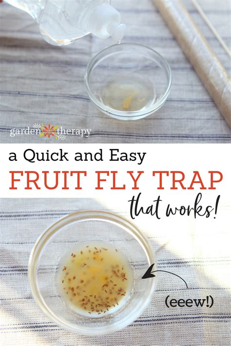 How to catch fruit flies. Things To Know About How to catch fruit flies. 