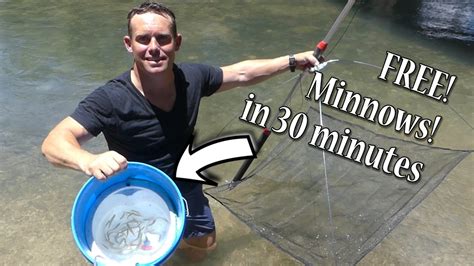 How to catch minnows in a trap