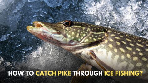 How to catch pike in august
