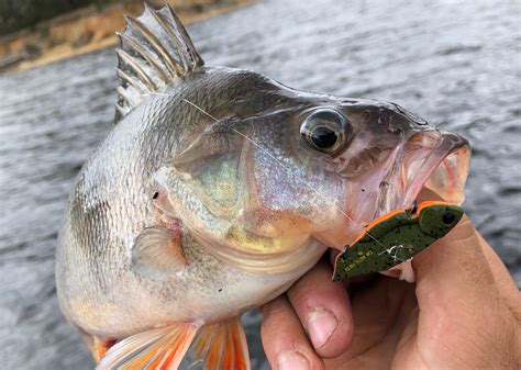 How to catch redfin in a dam