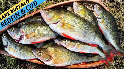 How to catch redfin in victoria