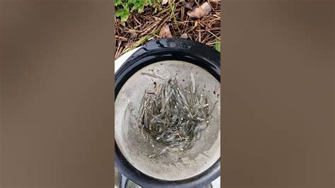 How to catch whitebait in nz