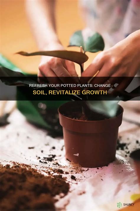 How to change soil in potted plants