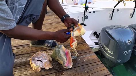 How to clean Conch Meat - YouTube