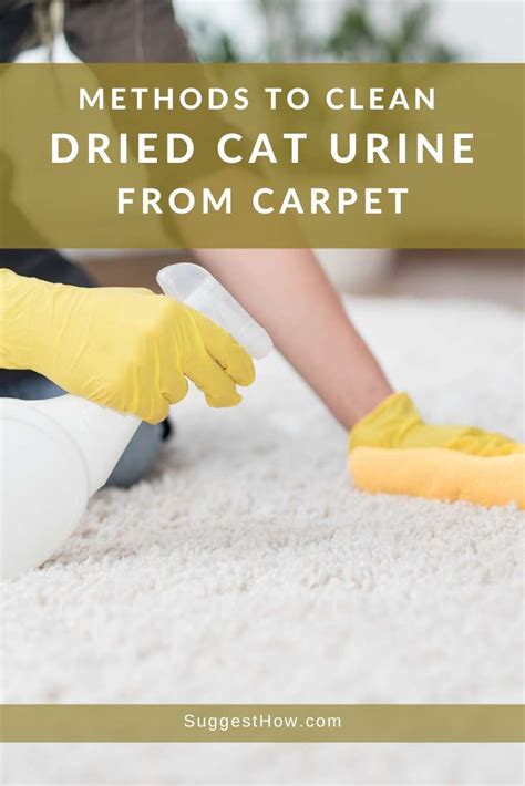 How to clean cat pee from carpet. Try vinegar if it is dried, old pee and a shop vac. The carpet cleaners will sometimes just spread it around and don't have enough suction to fully pull it up out of the carpet and pad. After the vinegar, go back with plain water. Shop vac the water out again. Old piss needs an acid to really dissolve it. 