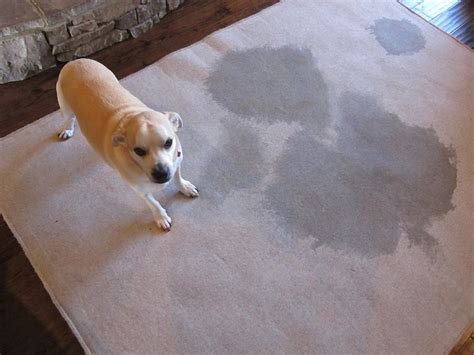 How to clean dog pee from rug. Mix 1 teaspoon liquid dishwashing detergent with 1 cup of white vinegar and 1 cup of water in a bowl. Dip a clean cotton cloth into the solution and wring it out. Blot any remaining traces of pet urine with the cloth. This will remove the last remnants of the stain without putting too much moisture into the sisal's natural fibres. 