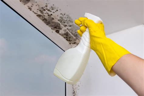 How to clean mold from bathroom ceiling. Step 5: Dry the Area. Once all the mold has been cleared away, make sure the area dries completely—after all, moisture is what got us into this situation in the first place. Use a cloth to dry off furniture, open windows, or set up fans to speed up the drying process. 