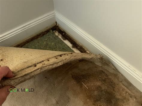 How to clean moldy carpet. Put baking soda on the mold and leave it overnight to treat the affected area. The baking soda will soak up the odor and the moisture. Vacuum the next day and proceed by adding some vinegar to the mold spots and scrub the surface using a scrub brush with a handle. Also, scrub the back of the rug or carpet. 