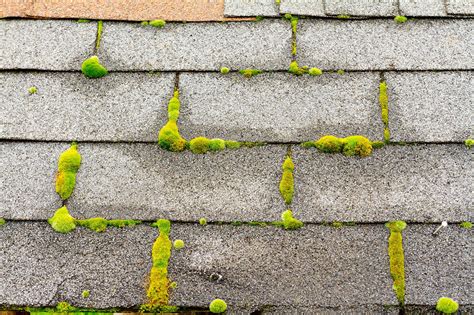 How to clean moss off roof. Here are some suggestions for keeping algae from accumulating on the roof of your house. Cut back any overhanging tree branches. Use a leaf blower to get rid of leaves and other debris. Blow air downward to avoid getting debris under shingles. Redirect any drain spouts that cause water to travel over roofing. Keep roof gutters clear. 
