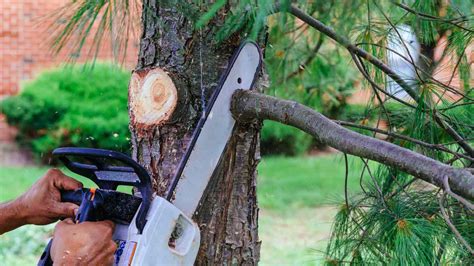 How to clear trees.  This involves understanding the process, assessing ...