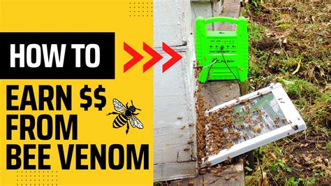 How to collect Bee Venom - YouTube