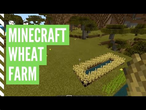How to collect wheat minecraft