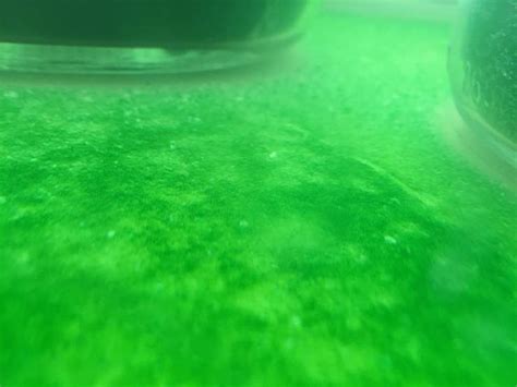 How to control algae growth in your aquarium Sentient Fins