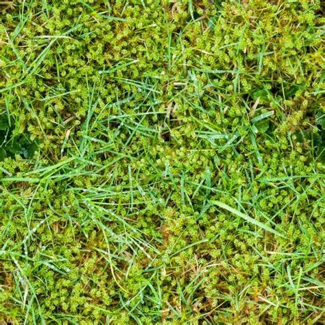 How to control moss and algae in lawns - Paul Munns Instant Lawn