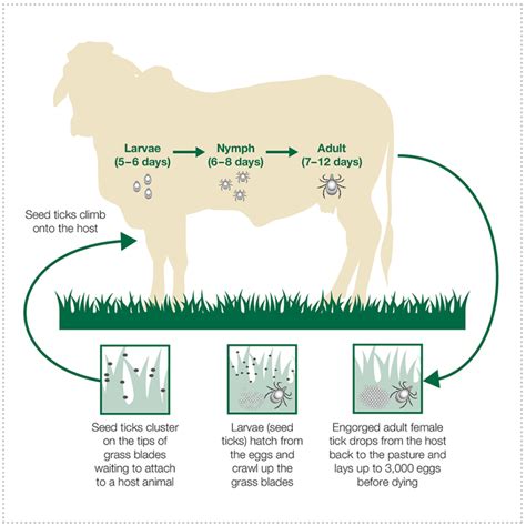 How to control ticks in cattle