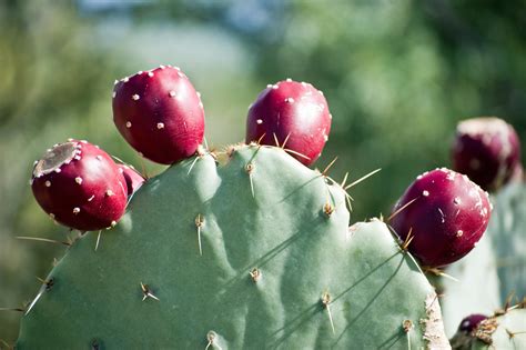 The prickly pear is a cactus fruit that is actually a berry. Learn how to prepare and serve freshly harvested prickly pear.. 