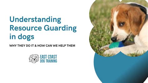 How to correct resource guarding in dogs