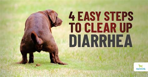 How to cure diarrhoea in dogs
