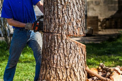 How to cut a tree down. You don't look fat in those pants. I didn't copy off his paper. I am not a crook. I never met her. Lots of us lie, but what are some of the biggest whoppers ever told? Advertisem... 