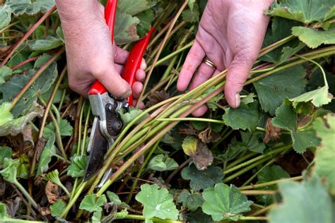 How to cut back herbaceous perennials - BBC …