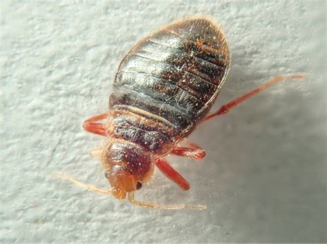 How to deal with bed bugs. Explain that they can look for evidence of bed bugs in their couch by slipping on a latex glove and carefully checking for fecal matter in its folds. If all else fails, suggest that they contact a professional pest control company that is well-versed in dealing with a bed bug infestation. Experts will have both the knowledge and tools to remove ... 