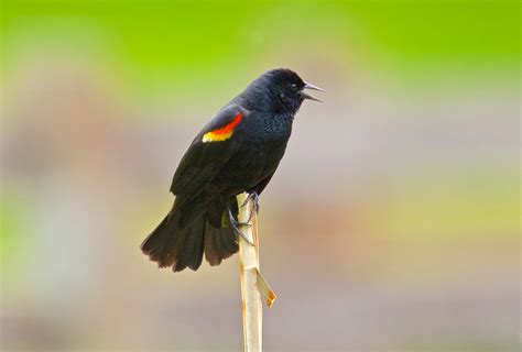 How to decode the secret language of birds Popular Science