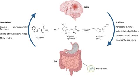 How to decrease serotonin in the gut.  2 days ago · Researchers have identif...