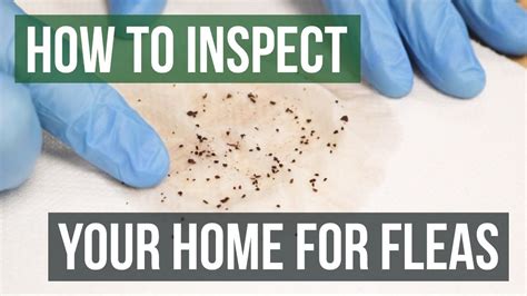 How to detect fleas in carpet