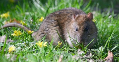 How to deter rats in garden