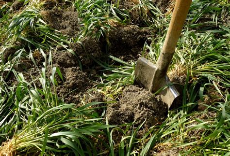 How to dig in green manure