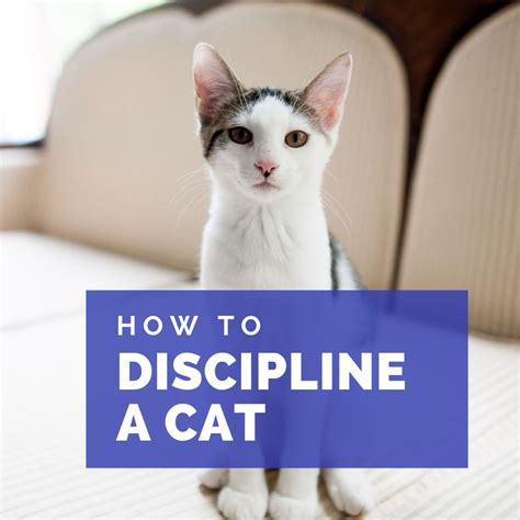 How to discipline a kitten. 1. Use rewards and positive reinforcement. First and foremost, always use positive reinforcement when training your kitten. Reward them with treats or affection whenever they obey your commands. 2. Stop them immediately. If your kitten is doing something unacceptable, it’s important to stop them immediately. 
