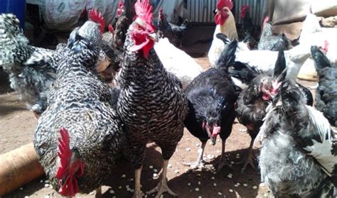 How to do it Right in Kienyenji Chicken farming in Kenya