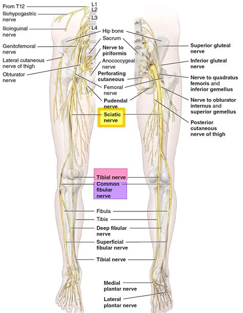 How to do tabby stucco.  This happens "upstream" from the sciatic nerve.  Make su...
