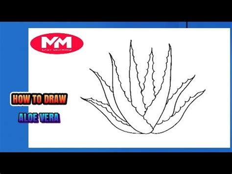 How to draw ALOE VERA YouTube