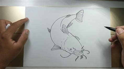 How to draw CATFISH in 5 minutes YouTube