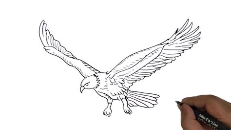 How to draw Flying Eagle easy and step by step. YouTube