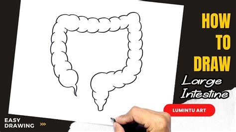 How to draw Large Intestine YouTube