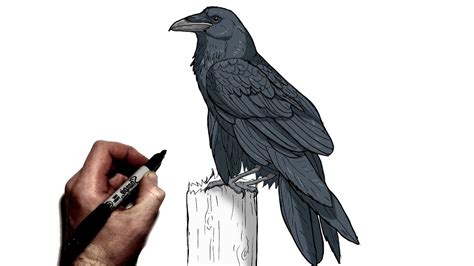 How to draw a Raven Real Easy