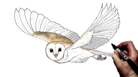 How to draw a barn owl