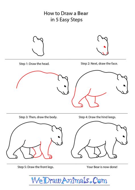 How to draw a bear in 5 simple steps Basic drawing, Drawings, Bear art