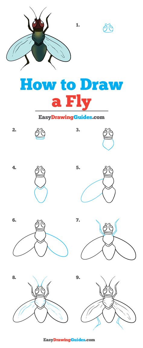 How to draw a fly step by step. Insect drawing easy for beginners with