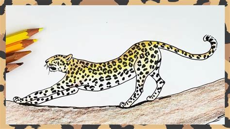 How to draw a leopard stretching step by step YouTube