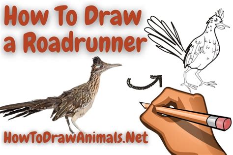 How to draw a roadrunner Step by step Drawing tutorials