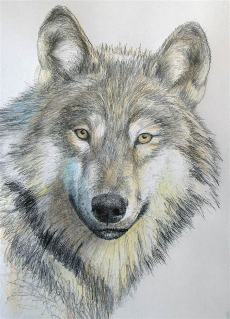 How to draw a wolf. Things To Know About How to draw a wolf. 