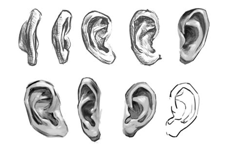 How to draw an ear from the front and from the side