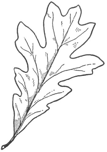 How to draw an oak leaf Step by step Drawing tutorials